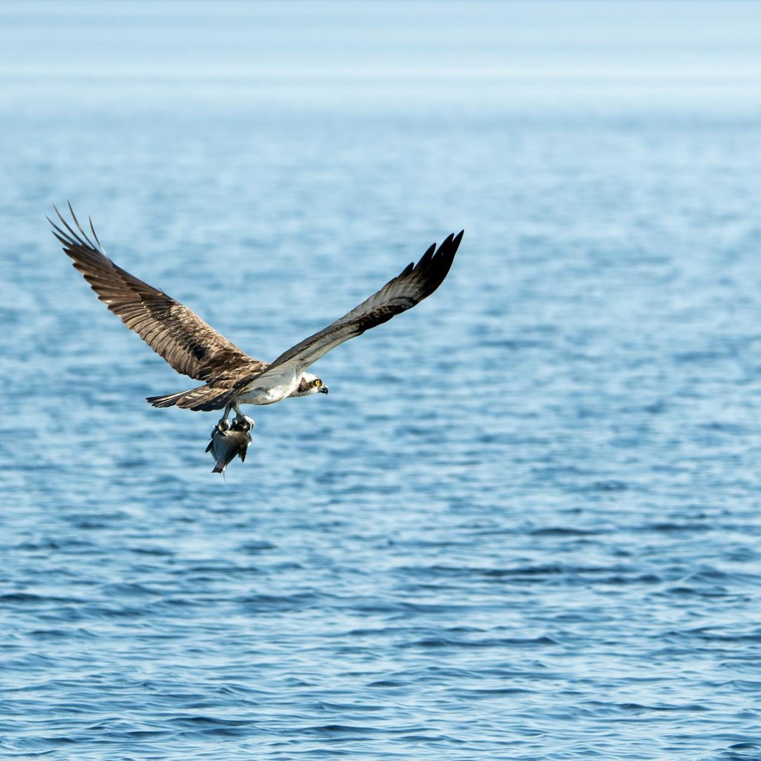 Les poissons volants peuvent planer sur des dizaines de mètres hors de l'eau.