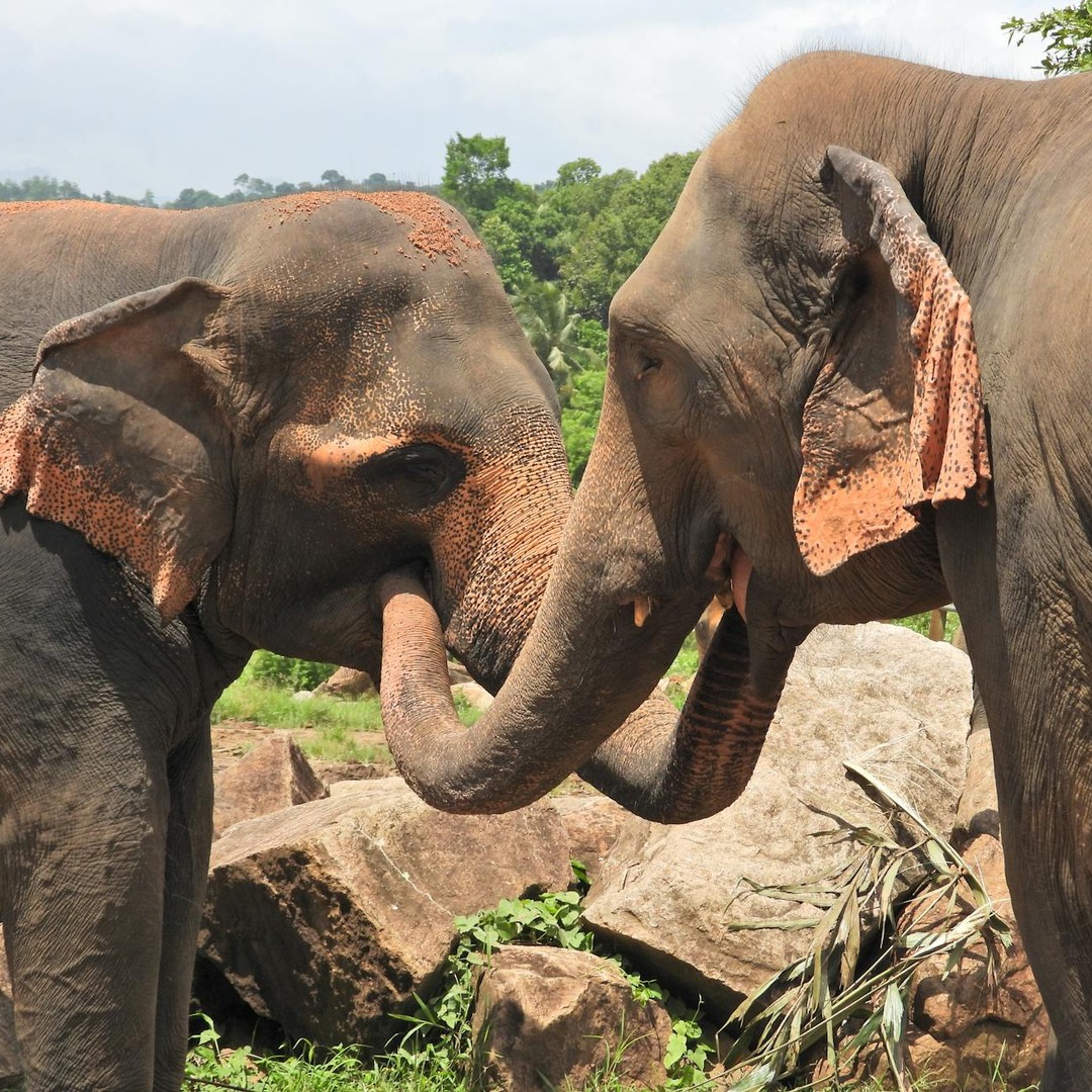 Les éléphants se saluent en mettant leur trompe dans la bouche de l'autre.