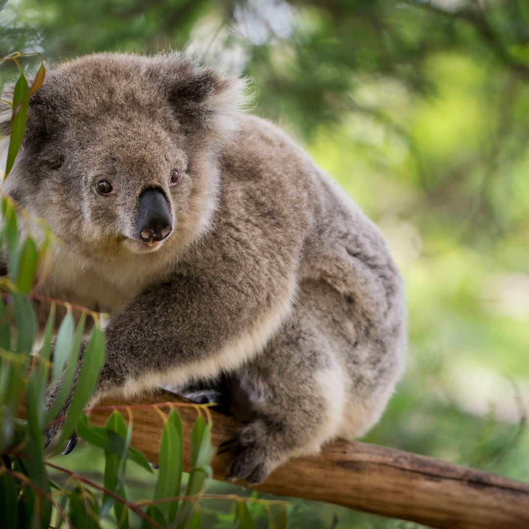 Les koalas ont des empreintes digitales très proches des nôtres.