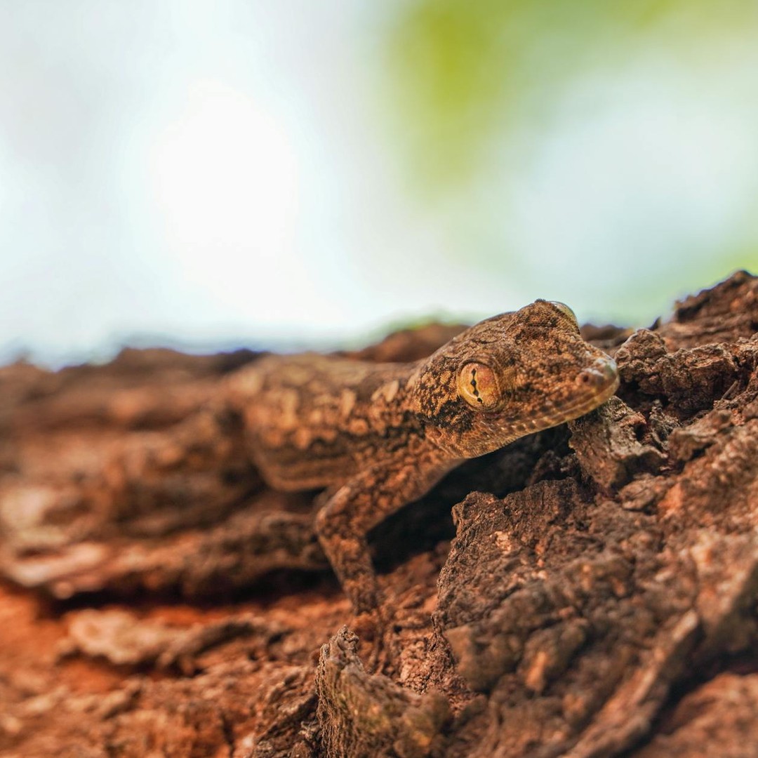 Certains geckos peuvent marcher au plafond grâce à des millions de soies microscopiques.