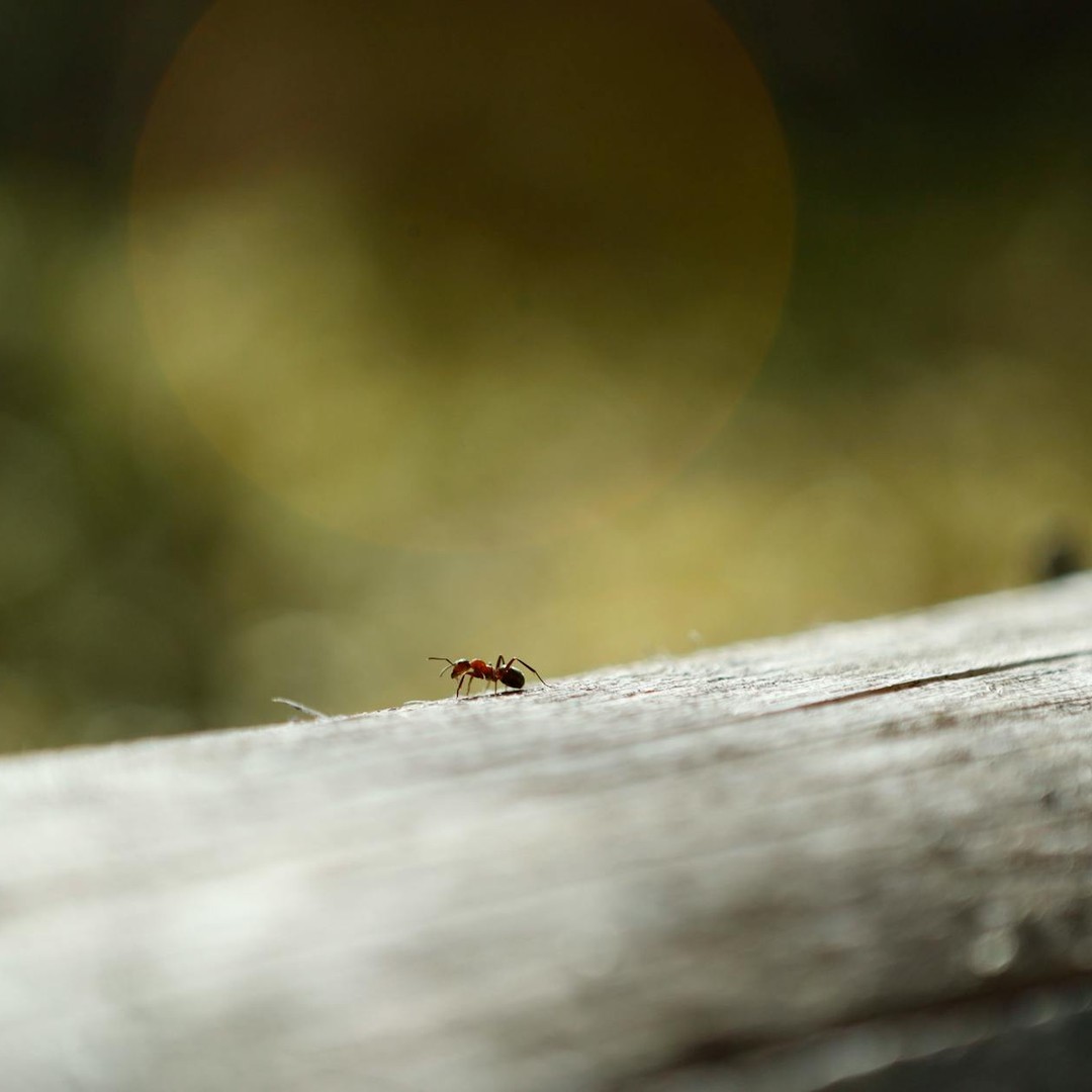 Les fourmis respirent par de petites ouvertures sur leur corps.