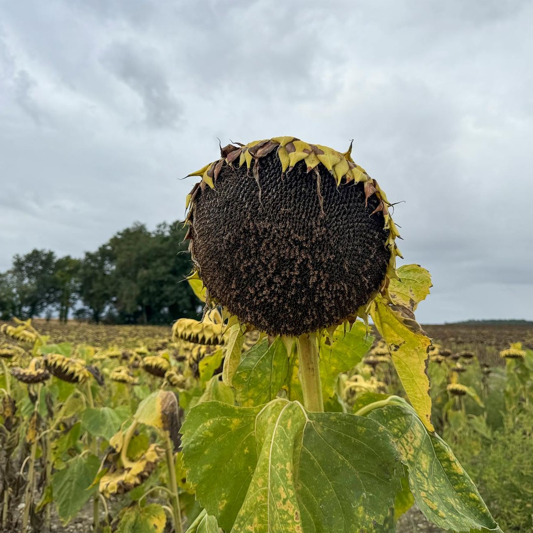 Les jeunes tournesols suivent le Soleil pendant une partie de leur croissance.
