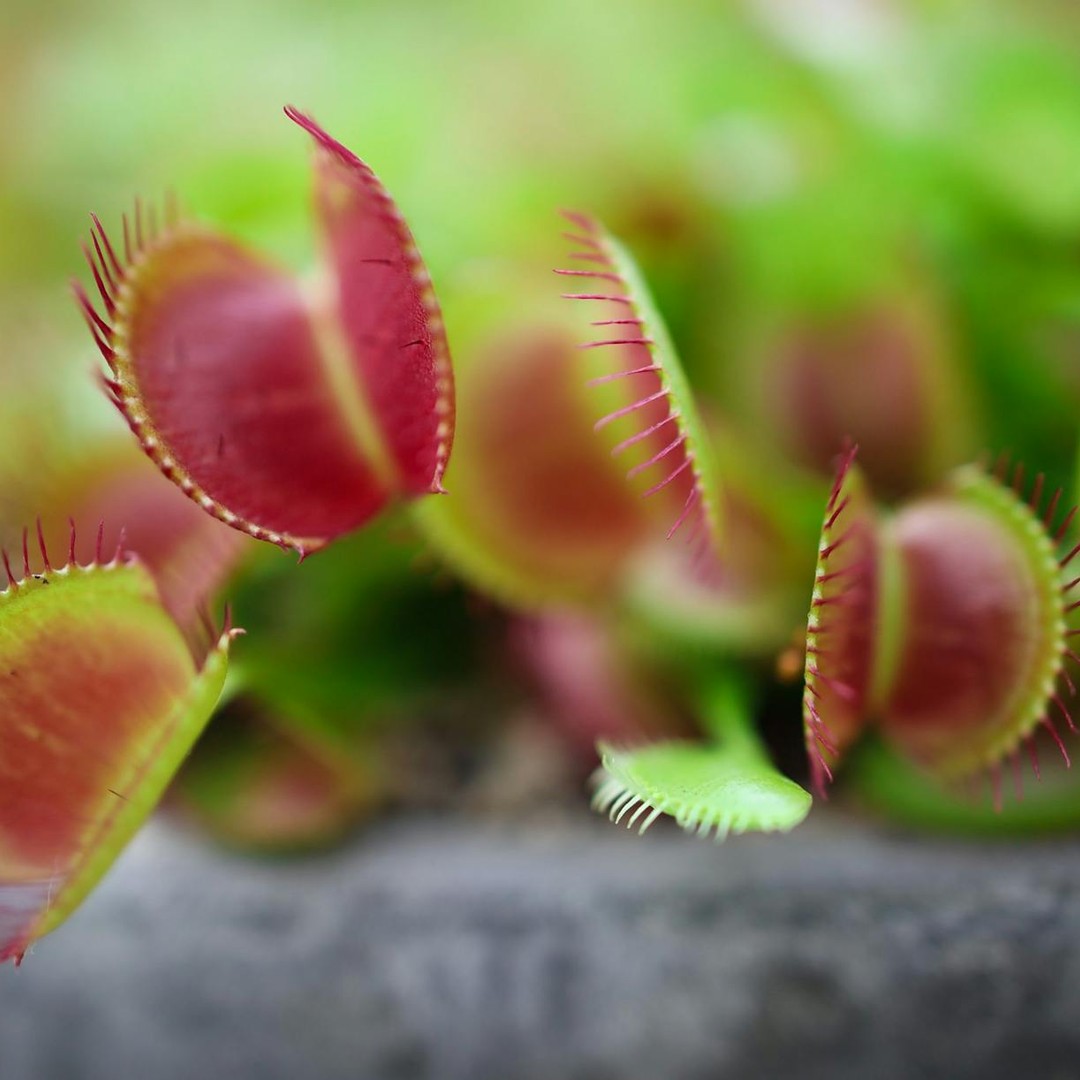 Certaines plantes carnivores referment leur piège en moins d'une seconde.